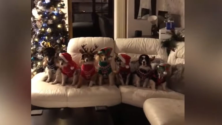 Αυτά είναι τα πιο αξιολάτρευτα και… γιορτινά σκυλιά