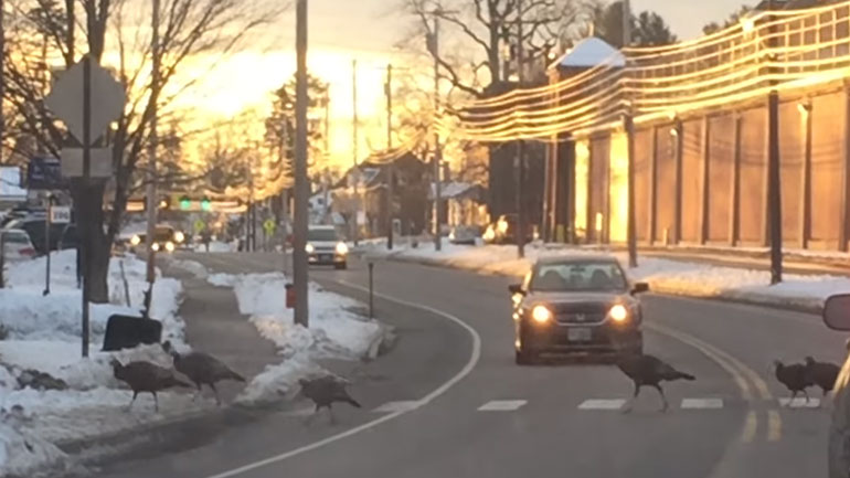 Διάβαση… πτηνών!