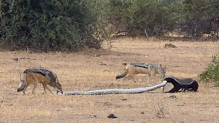 Μάχη ανάμεσα σε έναν πύθωνα, δύο τσακάλια και έναν μελοασβό