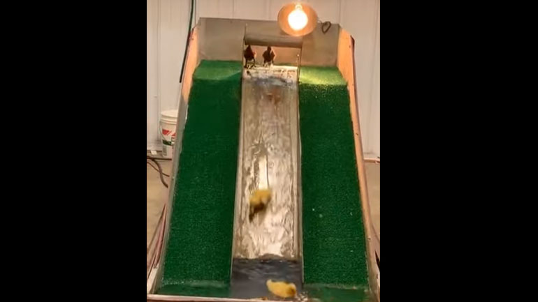 Νεροτσουλήθρα για πάπιες!