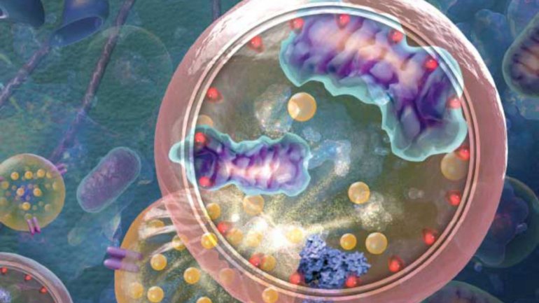 Το μυστικό της μακροζωίας; Η επιλεκτική ανακύκλωση των κυτταρικών σκουπιδιών