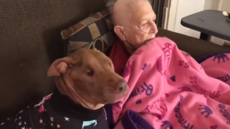 Σκύλος βλέπει καρτούν μαζί με μια γιαγιά