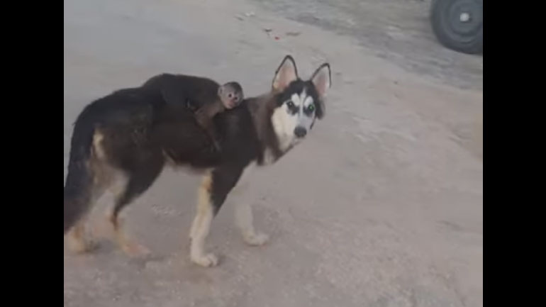 Αδέσποτο χάσκυ έχει γίνει κολλητός με μια μαϊμού