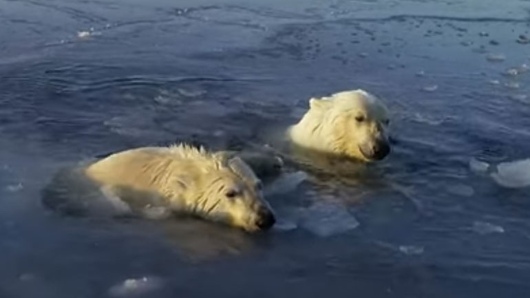 Πολικές αρκούδες κυνηγάνε drone