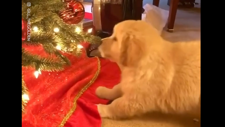 Κουταβάκι «πουλάει» τσαμπουκά σε χριστουγεννιάτικο δέντρο