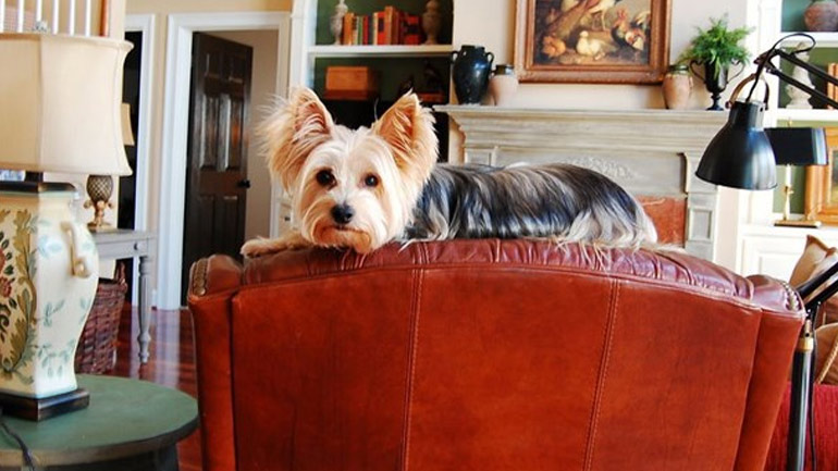 Χρήσιμοι τρόποι για να κρατήσετε απασχολημένο τον σκύλο σας στο σπίτι!