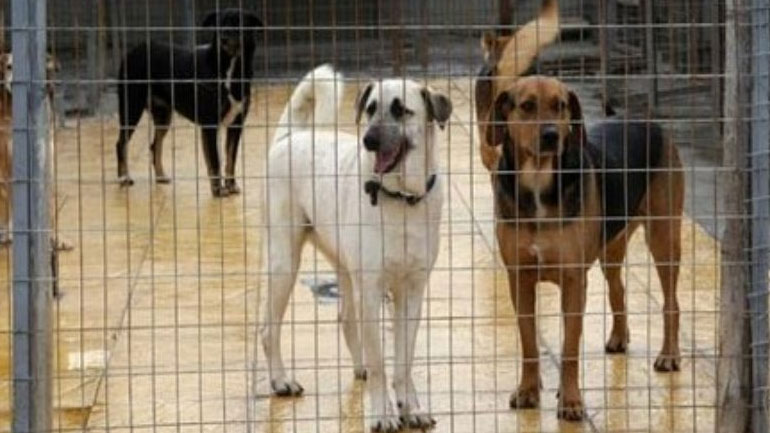 Χρηματοδότηση 600.000 ευρώ για τη βελτίωση καταφυγίων αδέσποτων ζώων