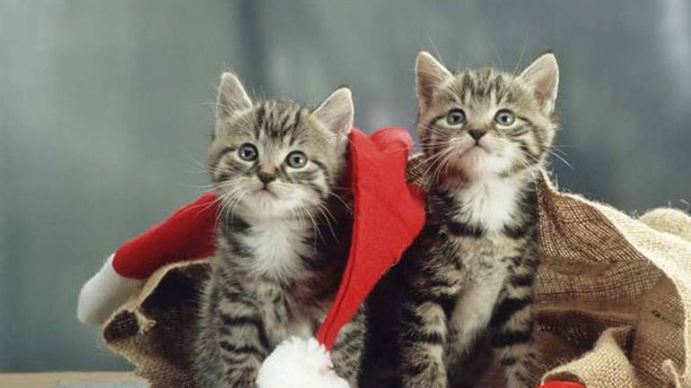 Αυτοί είναι οι λόγοι που νιαουρίζει μια γάτα Αυτοί είναι οι λόγοι που νιαουρίζει μια γάτα