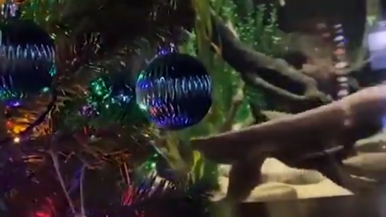 Ηλεκτροφόρο χέλι φωταγωγεί… χριστουγεννιάτικο δέντρο