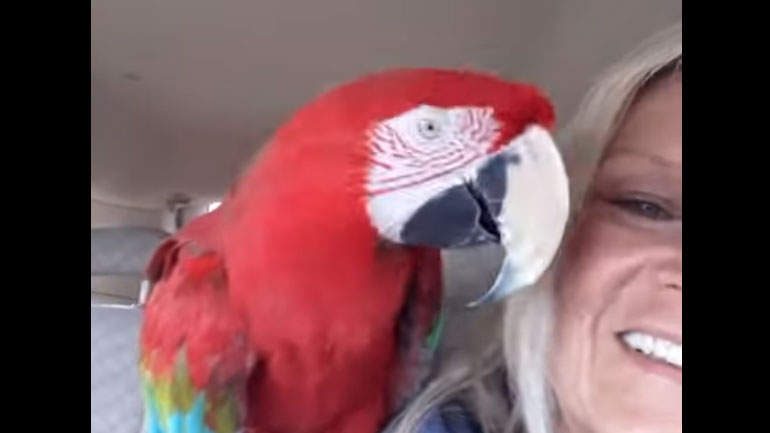 Ένας παπαγάλος μακάο από τις ΗΠΑ είναι ο μεγαλύτερος… χορευταράς!