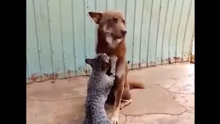 Γάτα κάνει… μασάζ σε σκύλο