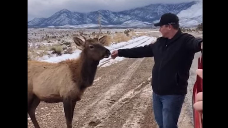 Άνδρας πιάνει φιλίες με έναν… τάρανδο