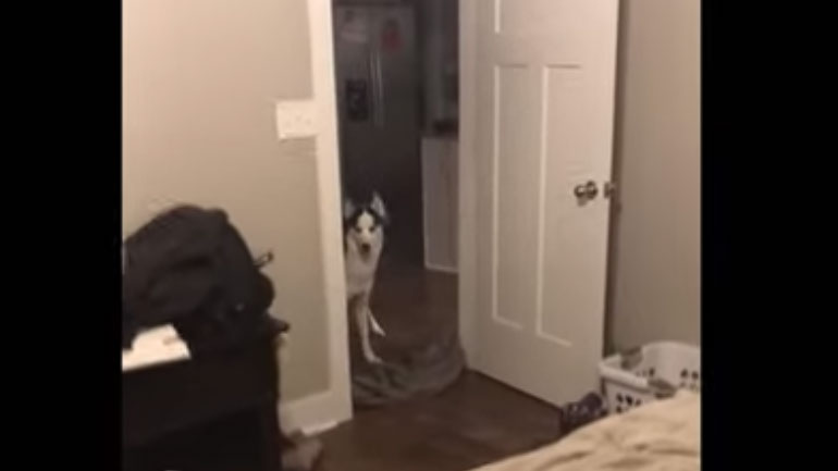 Η ξεκαρδιστική αντίδραση ενός χάσκυ που δεν μπορεί να βρει το αφεντικό του