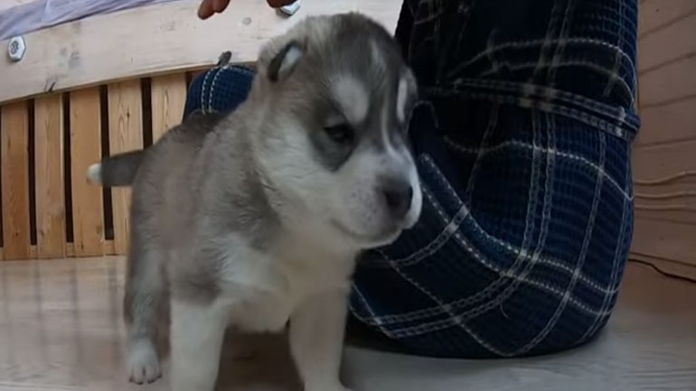 Το πιο αξιολάτρευτο κουταβάκι του κόσμου!