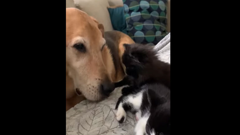 Σκύλος φροντίζει και πλένει γατάκια