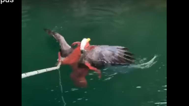 Χταπόδι προσπαθεί να πνίξει αετό