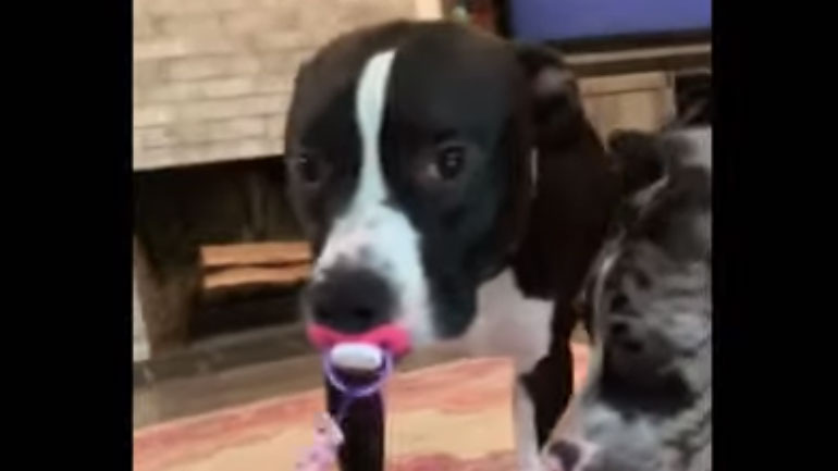 Ζηλιάρης σκύλος έκλεψε την πιπίλα μωρού και δεν την αποχωρίζεται