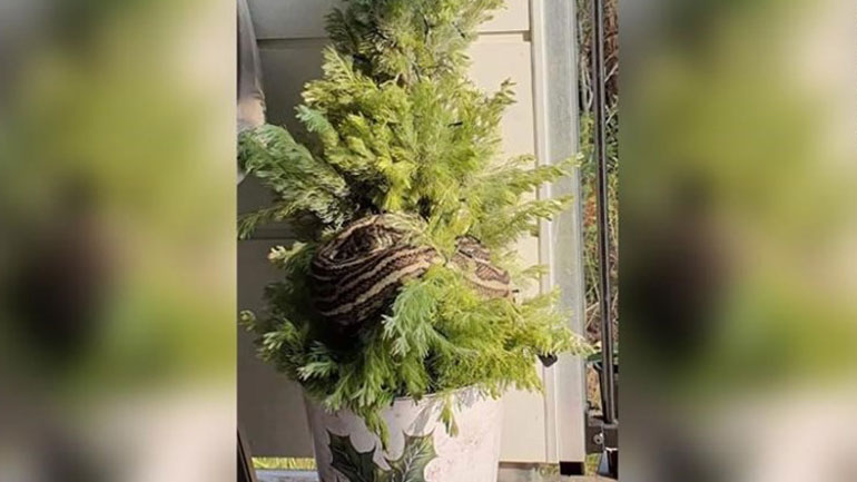 Αυστραλία: Πύθωνας τυλίχθηκε σε χριστουγεννιάτικο δέντρο!