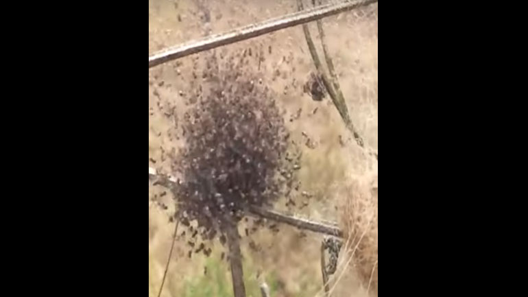 Μπάλα από… αράχνες!