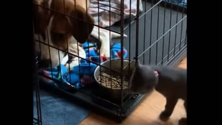 Γάτα-νίντζα κλέβει το φαγητό σκύλου χωρίς να την πάρει πρέφα κανείς!