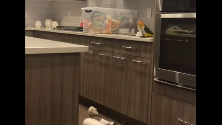 Παπαγαλάκι κάνει την κουζίνα… λαμπόγυαλο!