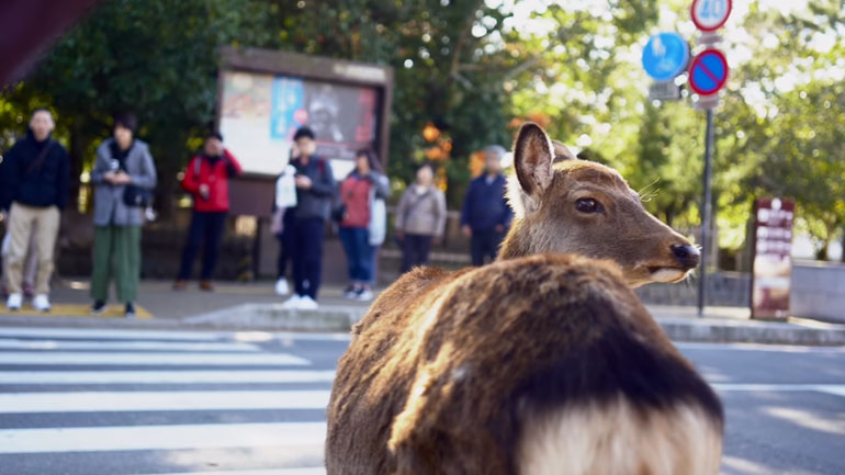 Ελαφάκι περιμένει να ανάψει το φανάρι για να περάσει απέναντι