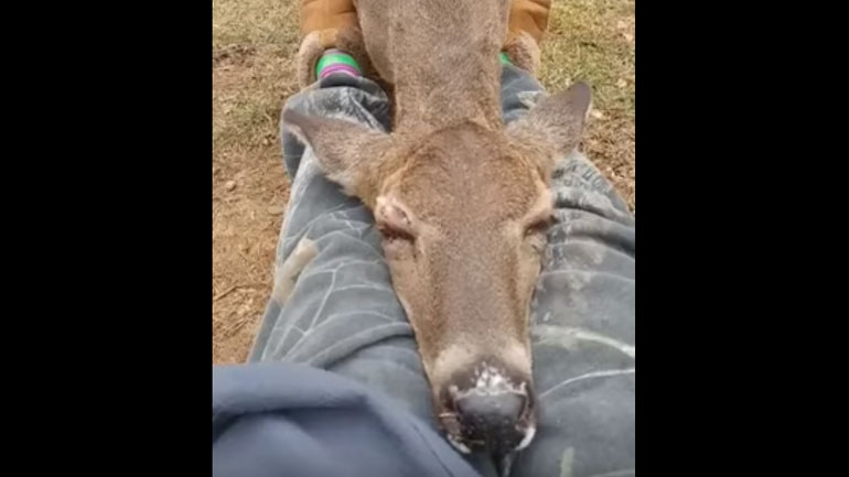 Ελάφι αποκοιμήθηκε στα πόδια γυναίκας