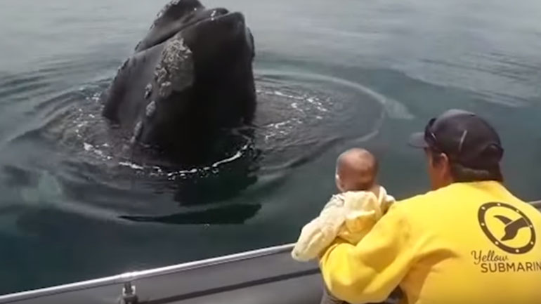 Φάλαινα παίζει… κρυφτό με μωρό