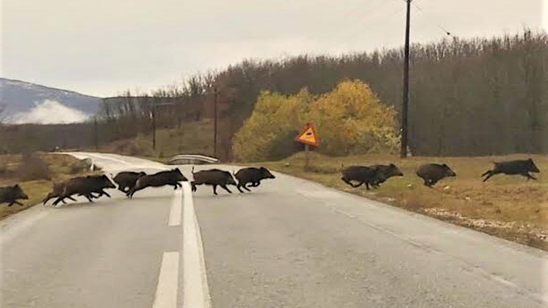 Βέροια: «Επιδρομή» αγριογούρουνων στην Κουμαριά