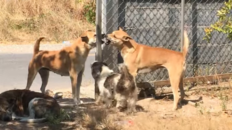 Μεγάλος καβγάς πίσω από ένα συρματόπλεγμα