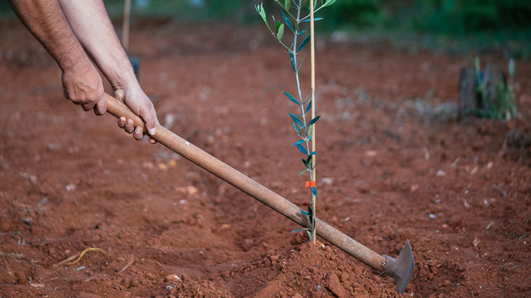 Κομοτηνή: 1.000 δέντρα θα φυτευτούν στην Πανεπιστημιούπολη