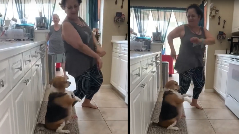 Ένας σκύλος χορεύει Reggaeton