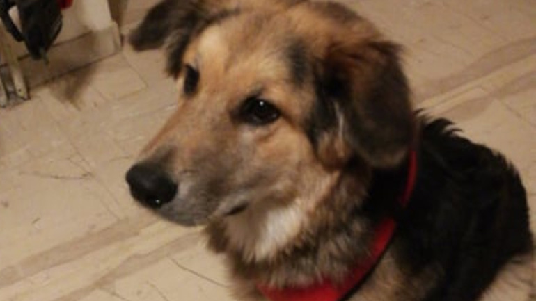 Χαρίζεται σκυλάκι 7 μηνών