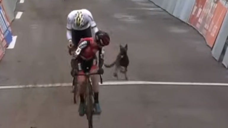 Βέλγιο: Σκύλος προκάλεσε χάος σε αγώνα ποδηλασίας