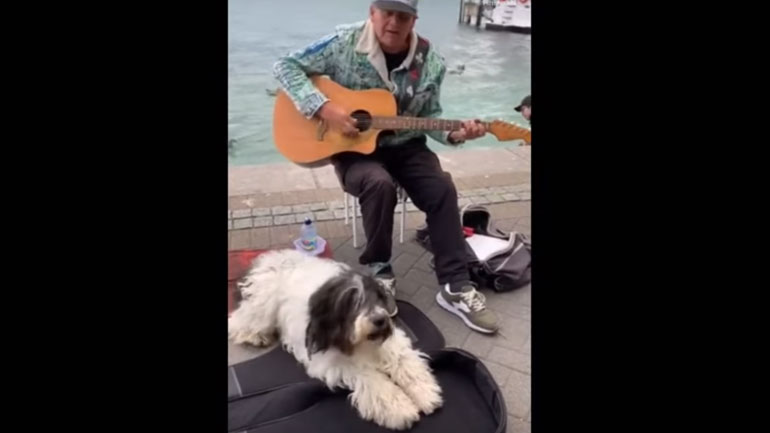 Σκύλος κάνει… ντουέτο με πλανόδιο μουσικό