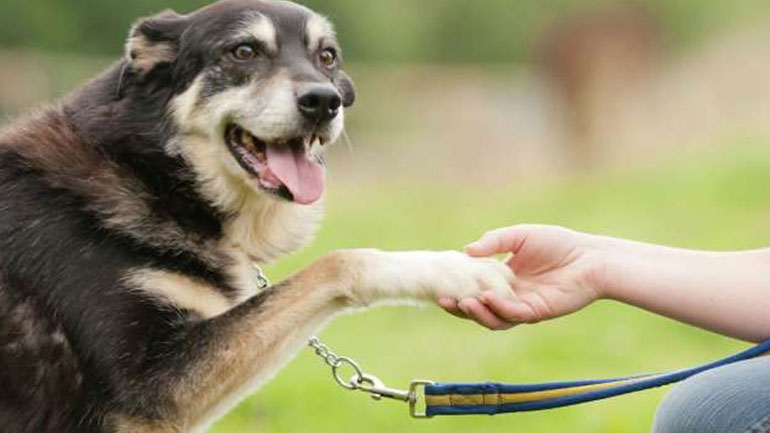 Το λάθος που κάνουμε όταν προσπαθούμε να μάθουμε στο σκύλο μας μια εντολή