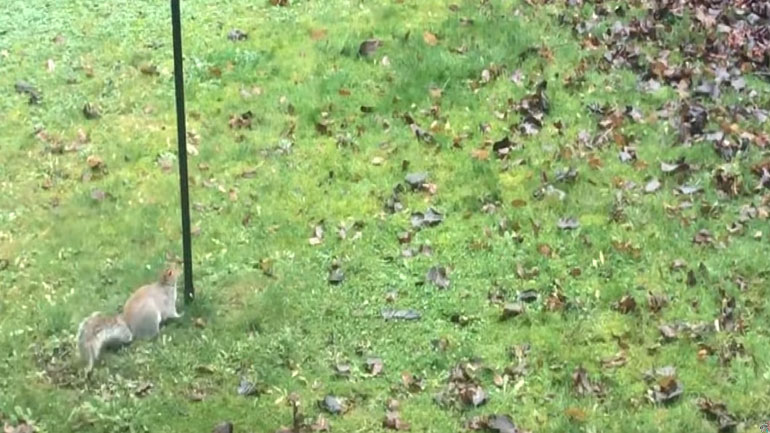 Ο χειρότερος και πιο… αξιολάτρευτος κλέφτης του κόσμου