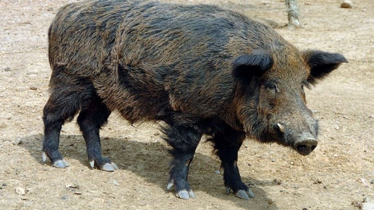 Έβρος: Αγριογούρουνα συγκρούστηκαν με λεωφορείο του ΚΤΕΛ