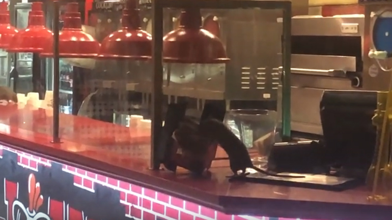 Ομάδα αρουραίων εισβάλλει σε πιτσαρία