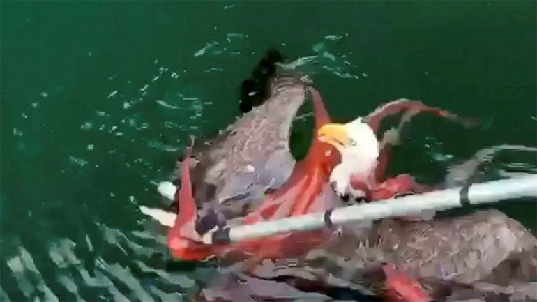 Άνθρωπος vs Χταπόδι vs Αετός