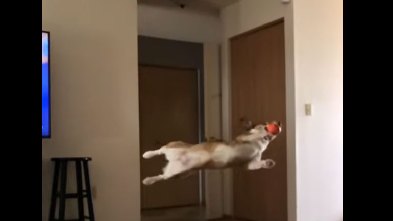 Σκύλος-σούπερμαν!