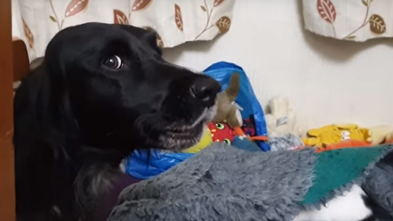 Σκύλος βρίσκει γάτα στο κρεβάτι του και δεν είναι καθόλου ευχαριστημένος…