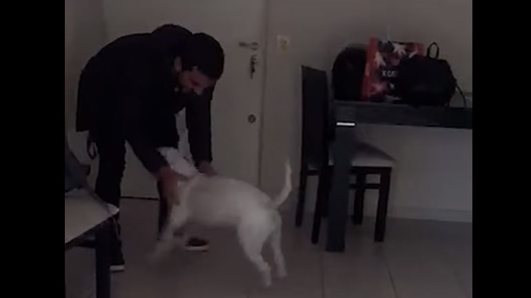 Σκύλος ενθουσιάζεται και αρχίζει τα… μπαντιλίκια