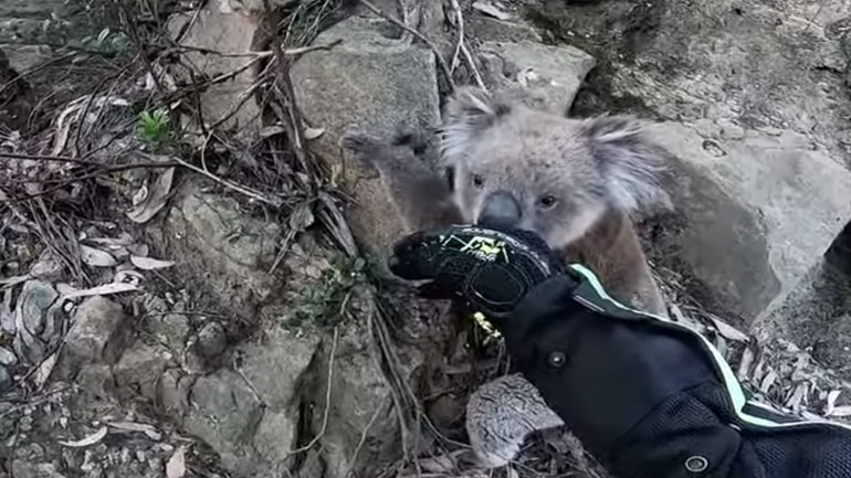 Μοτοσικλετιστής βοηθάει κοάλα να σκαρφαλώσει σε δέντρο