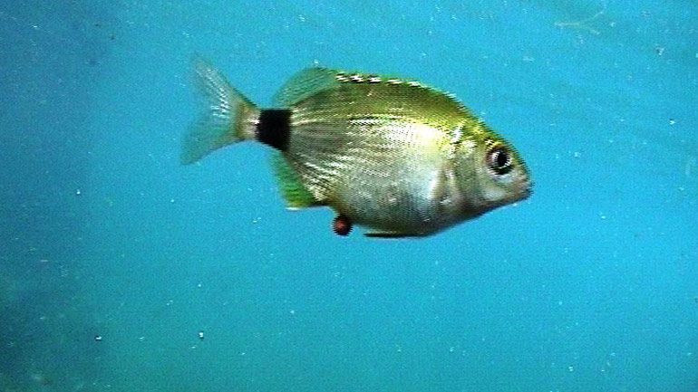 Όταν οι σπάροι έγιναν γαύροι…