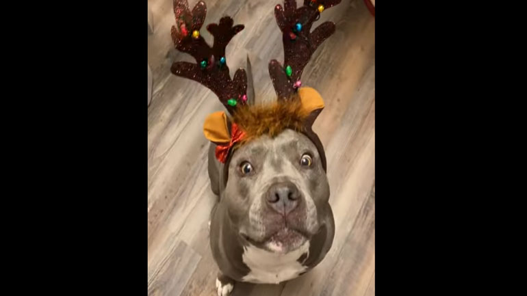 Ο πιο χριστουγεννιάτικος σκύλος!