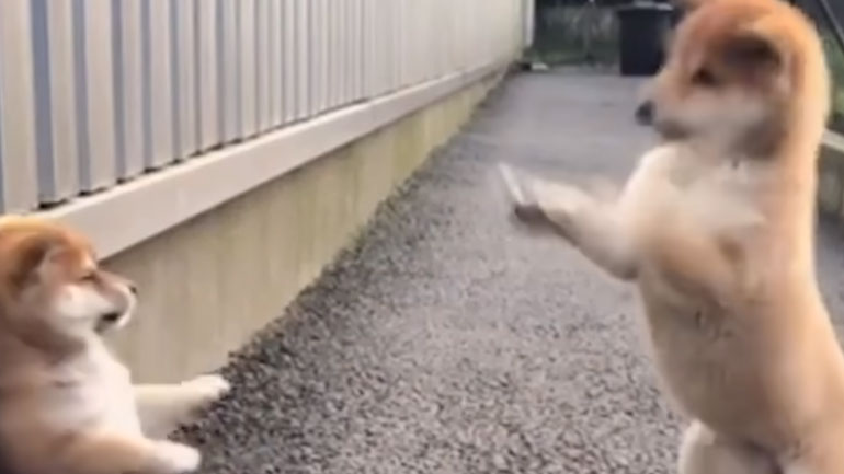 Οι πιο… χαριτωμένοι καβγατζήδες του κόσμου