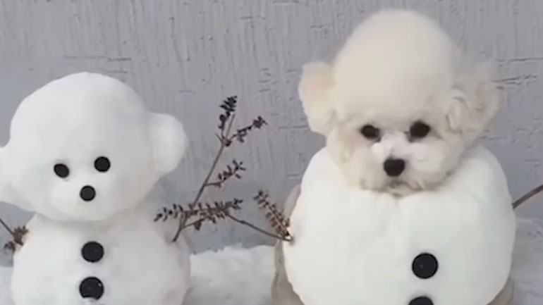 Σκύλος ή χιονάνθρωπος;