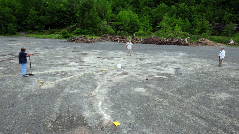 Ανακαλύφθηκαν στην πολιτεία της Νέας Υόρκης απολιθώματα από το αρχαιότερο δάσος στον κόσμο