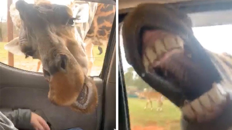 Καμηλοπάρδαλη και ζέβρα την πέφτουν σε ανθρώπους για φαγητό